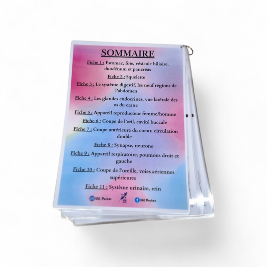 Cartes d’anatomie A4 réutilisables