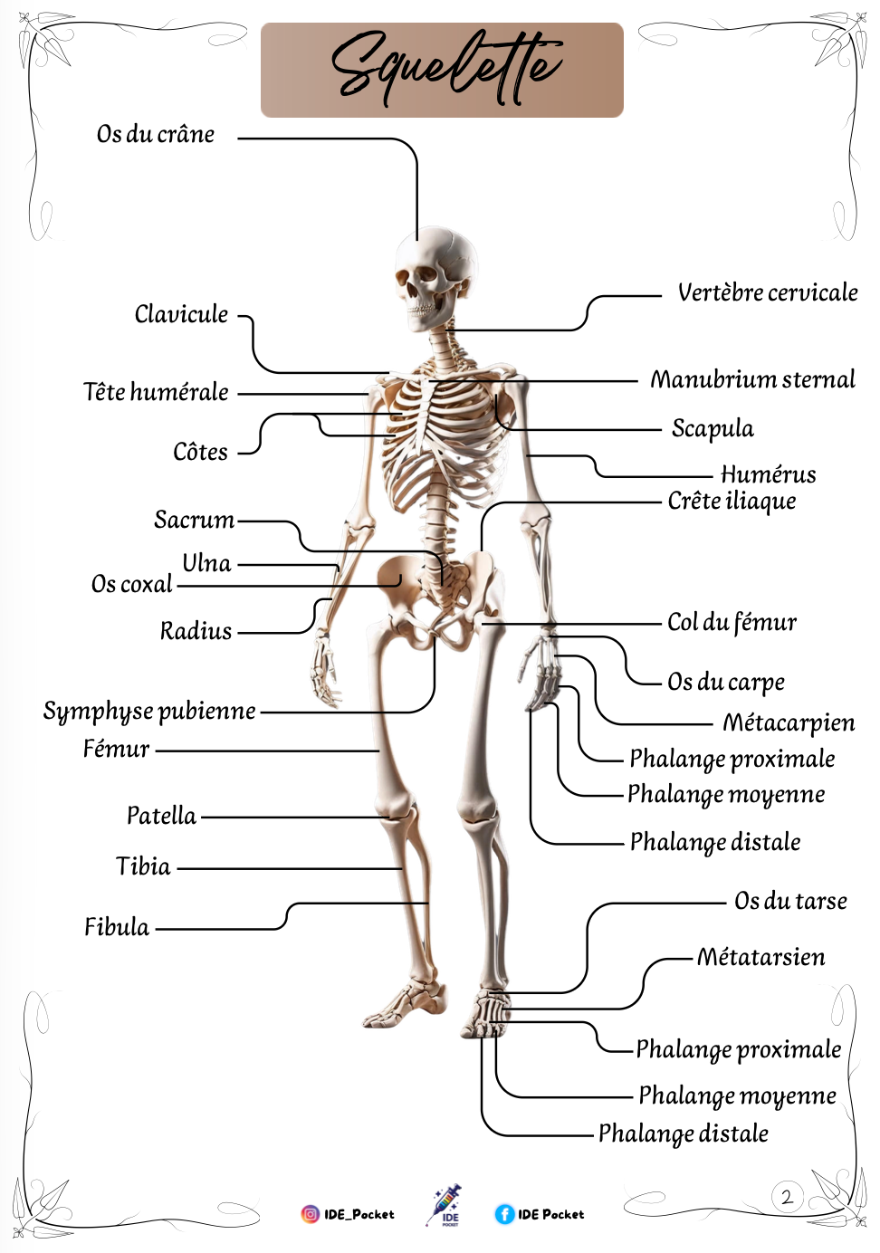 Cartes d’anatomie - Schémas muets