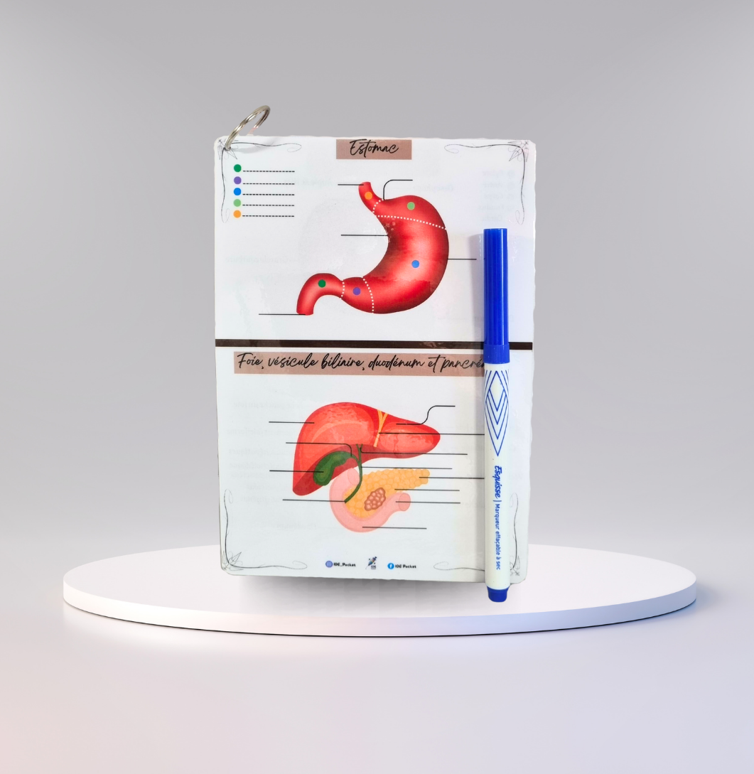 Cartes d’anatomie A5 réutilisables