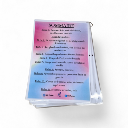 Cartes d’anatomie A4 réutilisables