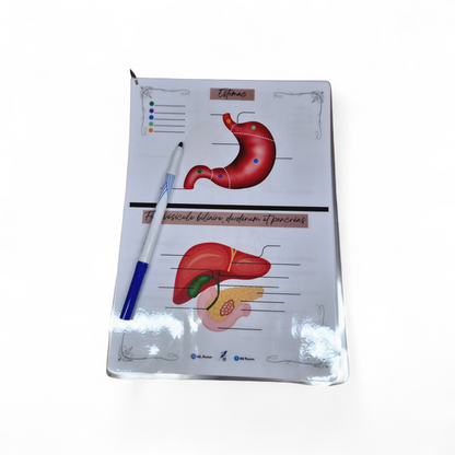 Cartes d’anatomie A4 réutilisables