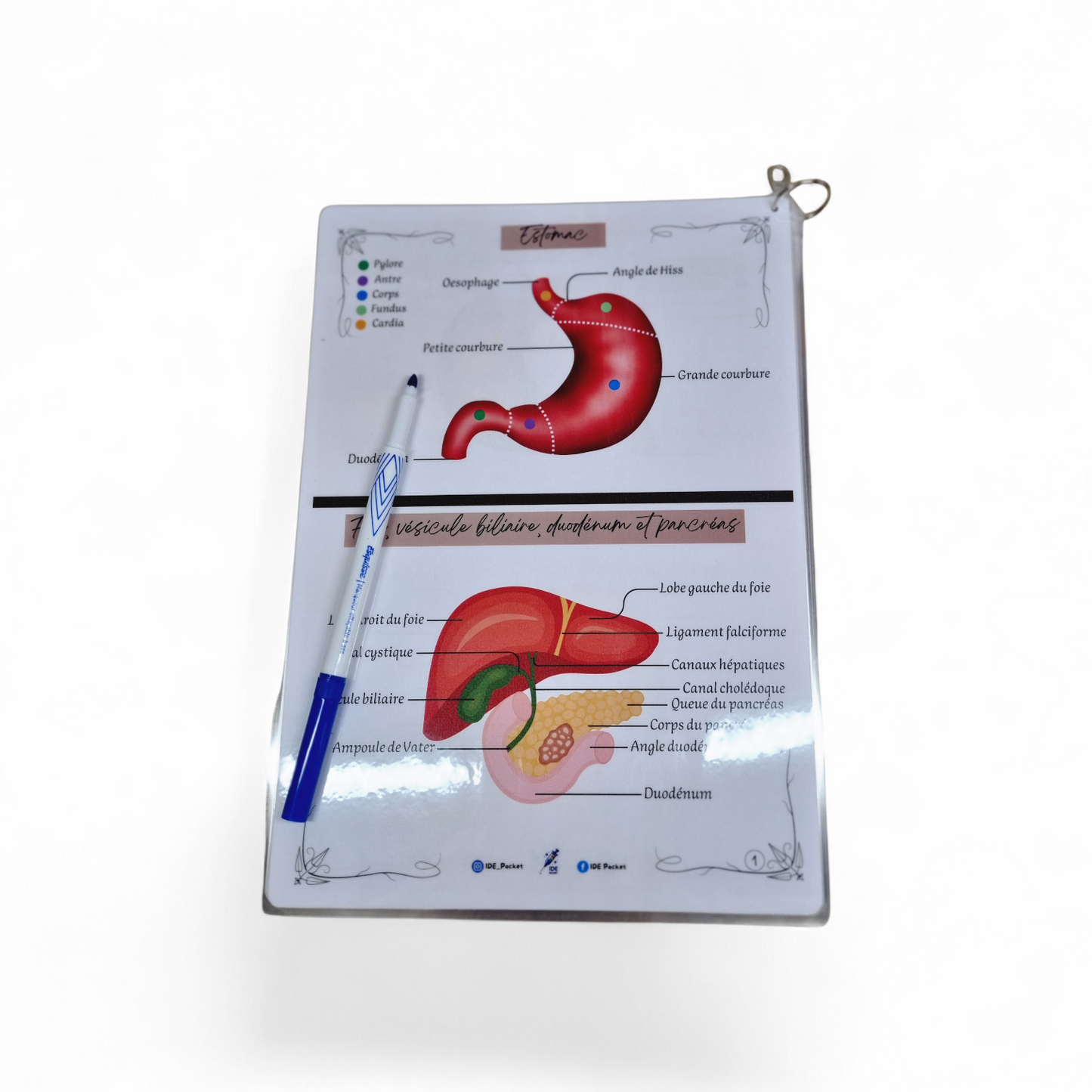 Cartes d’anatomie A4 réutilisables
