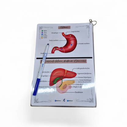 Cartes d’anatomie A4 réutilisables