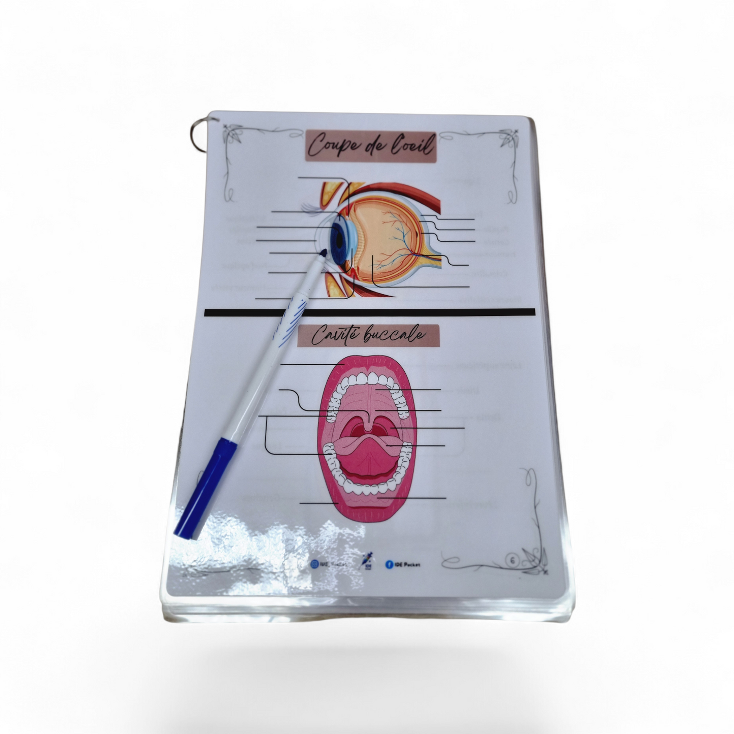 Cartes d’anatomie A4 réutilisables