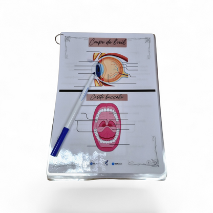 Cartes d’anatomie A4 réutilisables