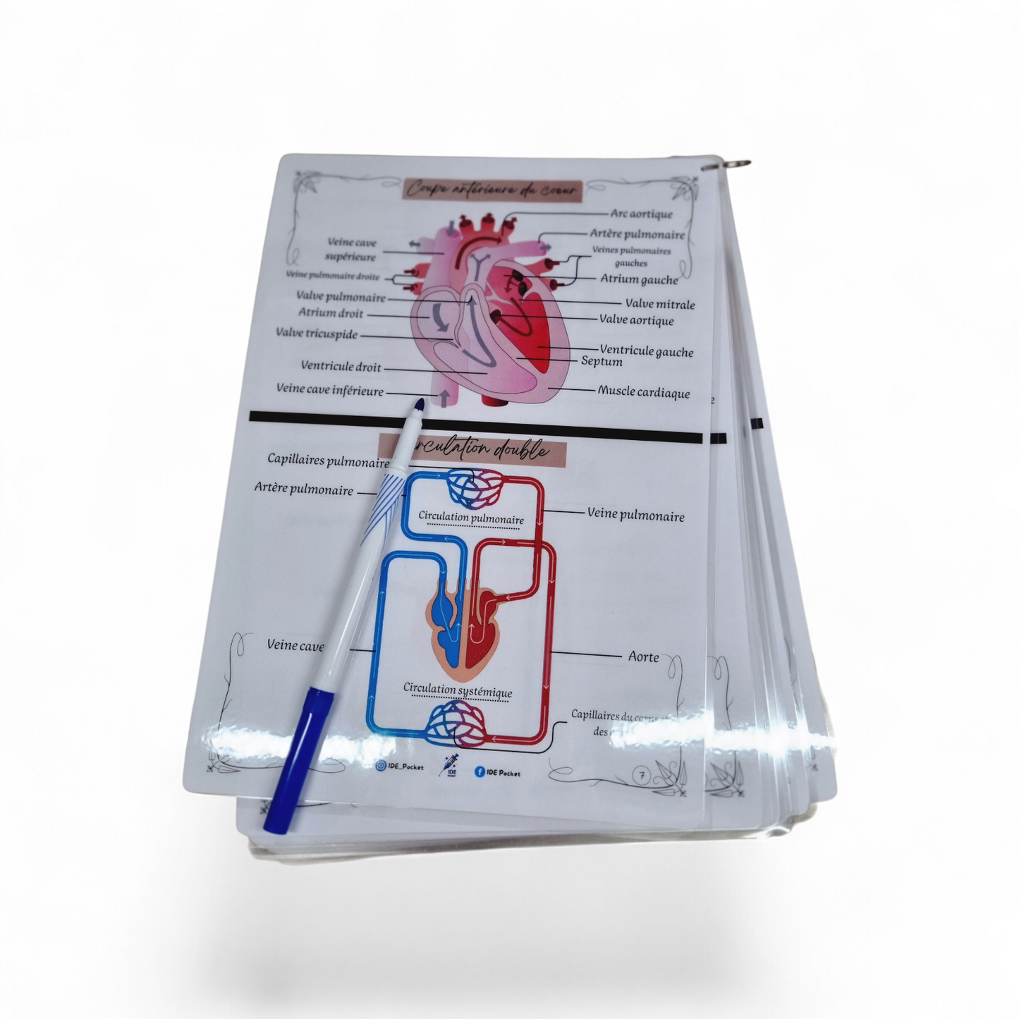 Cartes d’anatomie A4 réutilisables