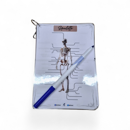 Cartes d’anatomie A5 réutilisables