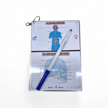 Cartes d’anatomie A5 réutilisables