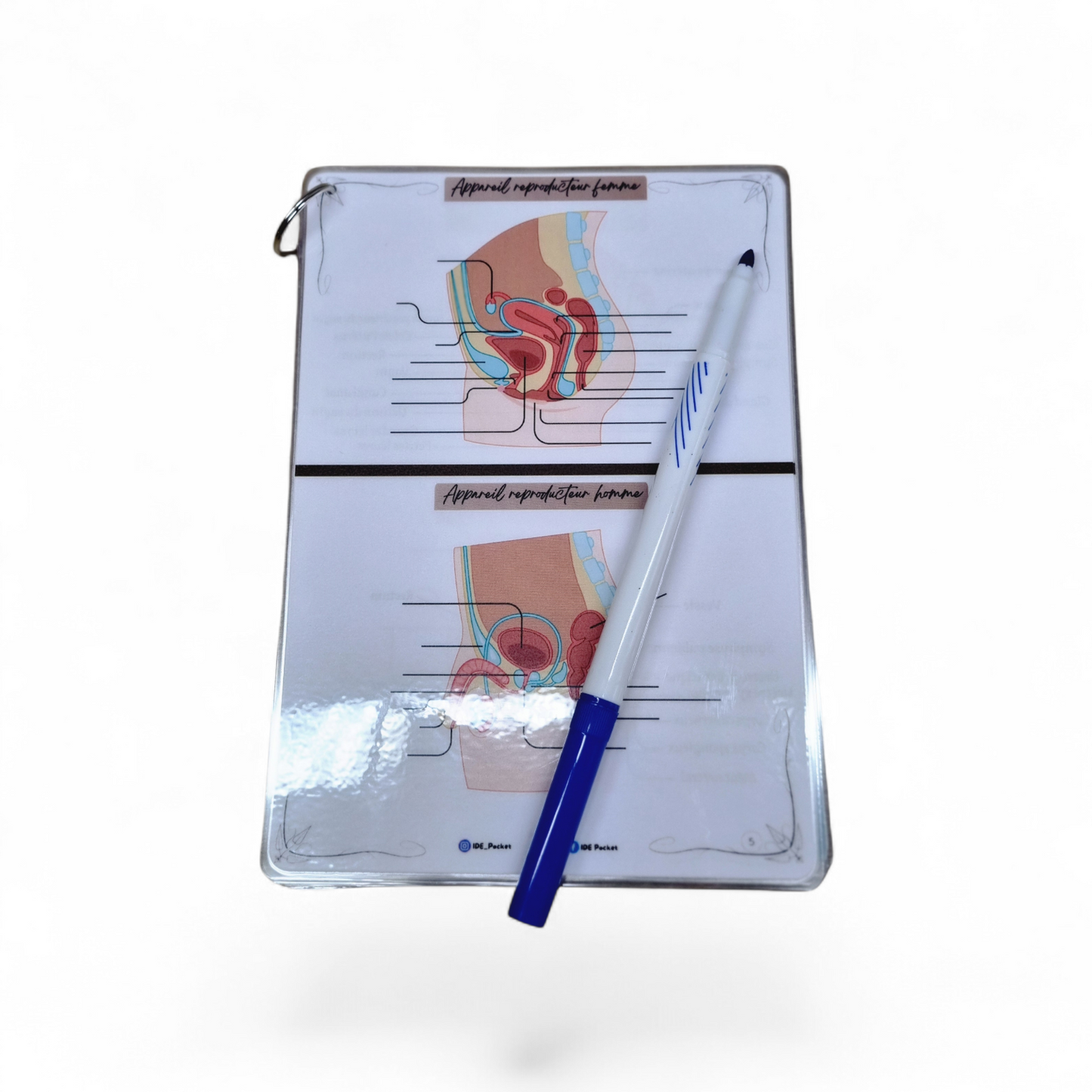 Cartes d’anatomie A5 réutilisables