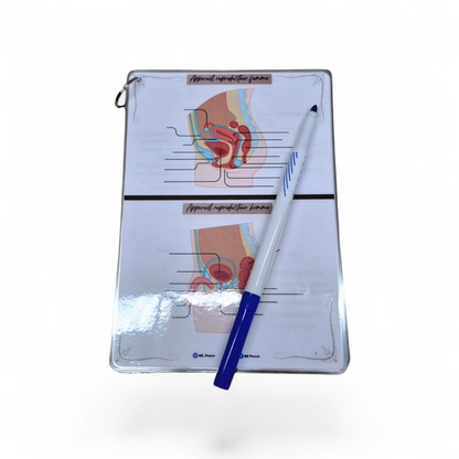 Cartes d’anatomie A5 réutilisables