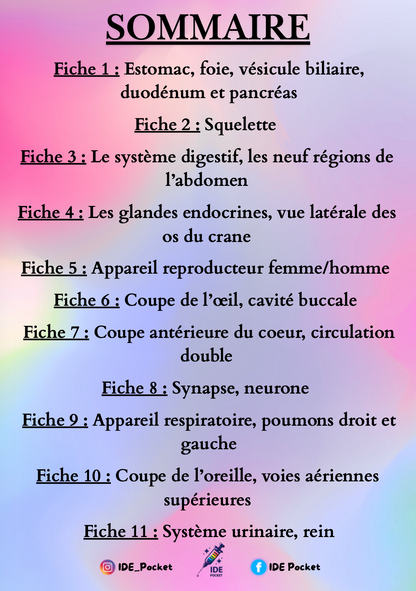 Cartes d’anatomie - Schémas muets