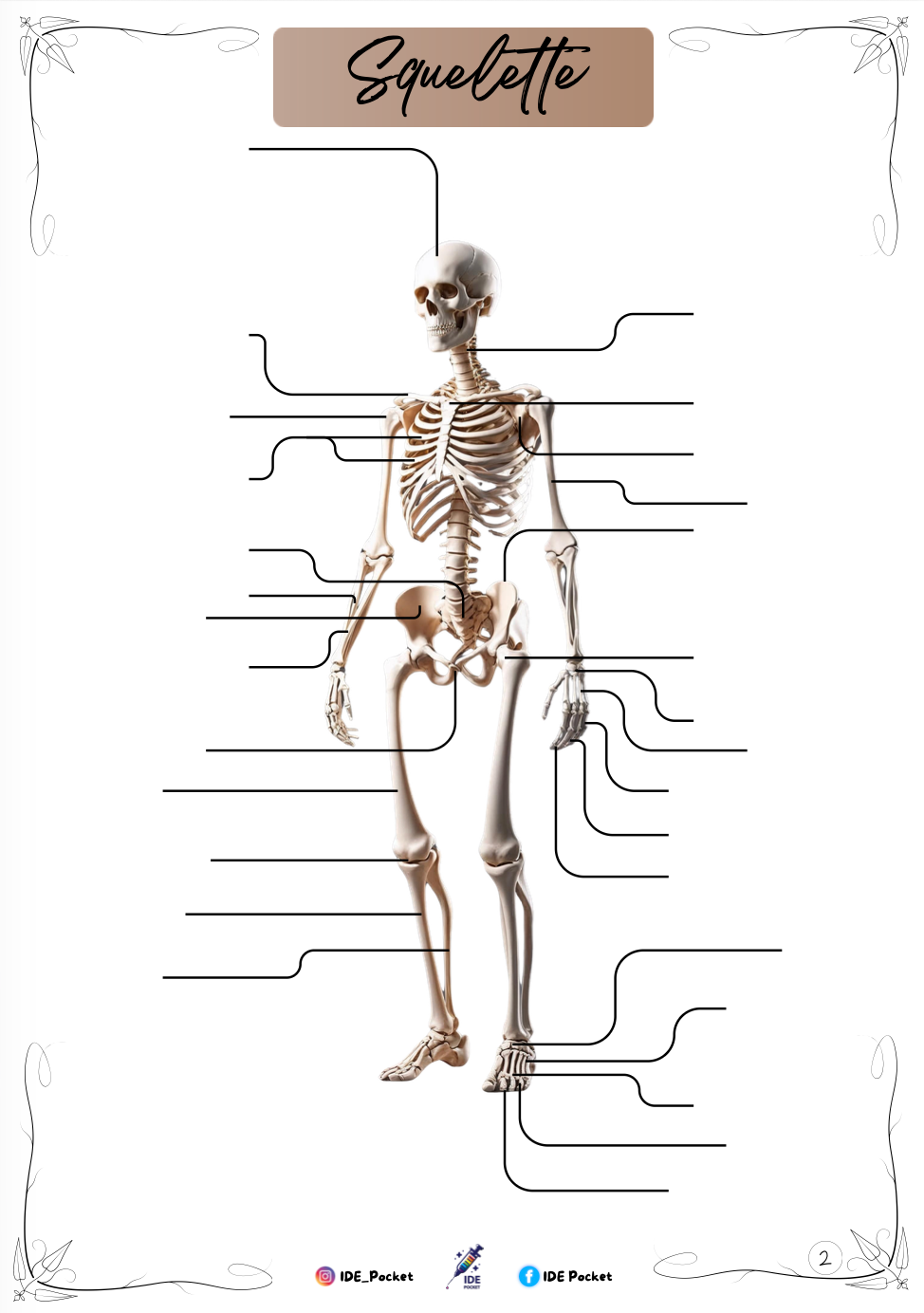 Cartes d’anatomie - Schémas muets