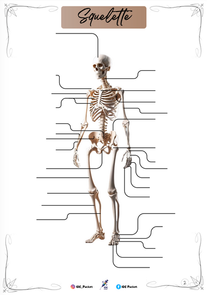 Cartes d’anatomie - Schémas muets
