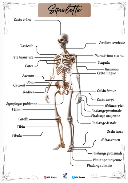 Cartes d’anatomie - Schémas muets