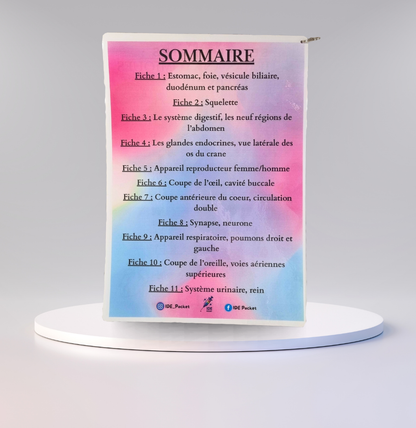 Cartes d’anatomie A4 réutilisables