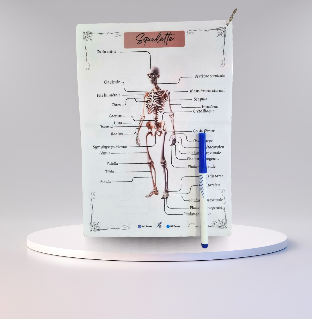 Cartes d’anatomie A4 réutilisables